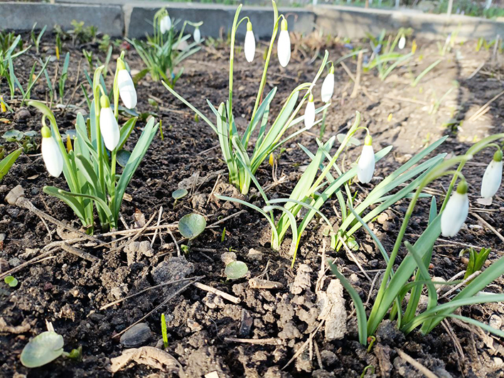 Весне в любви моей признанья…