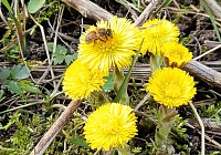 Всё залито весенним светом...