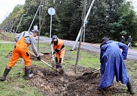 На Акуловском водоканале в Королёве посадили 66 деревьев На Акуловском водоканале в Королёве посадили 66 деревьев