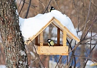 В Подмосковье продолжается ежегодная акция «Покорми птиц»