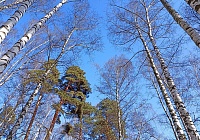 На солнцепёке каплет с крыши…