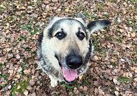 Ищем новых хозяев и новый дом 