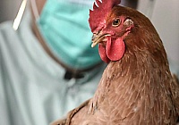 Профилактика птичьего гриппа
