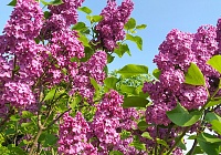 Плывёт сирени аромат... Плывёт сирени аромат...