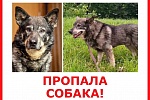 Пропала собака!