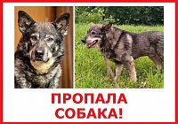 Пропала собака! Пропала собака!